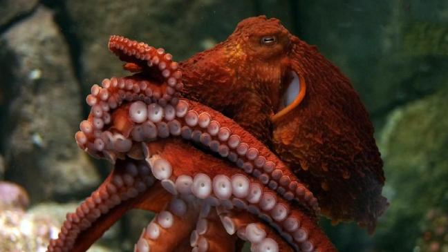 While not the size of the mythical kraken, the giant pacific octopus is still quite the large animal (largest ever on record was 30 feet across). 
