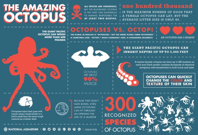 octopus_infographic